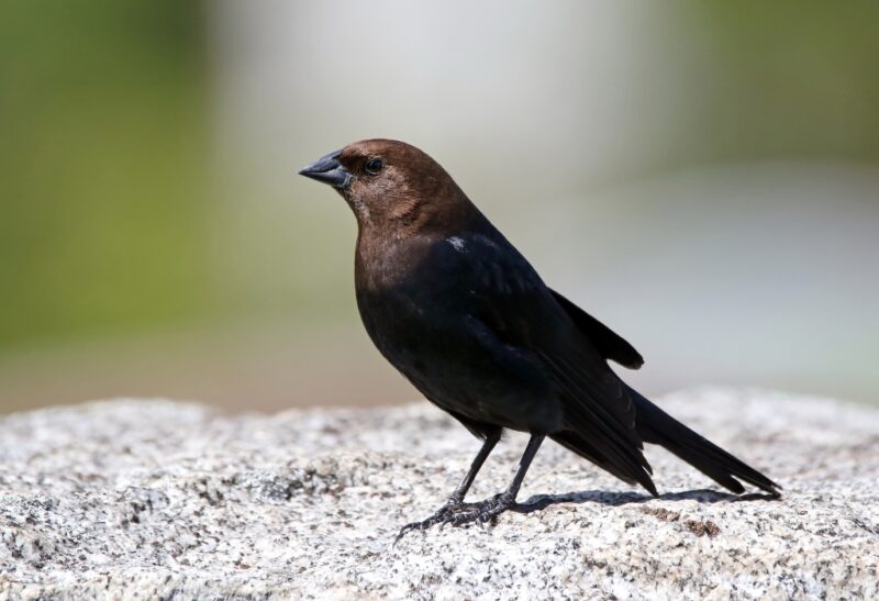 How to Get Rid of Cowbirds An Effective Guide