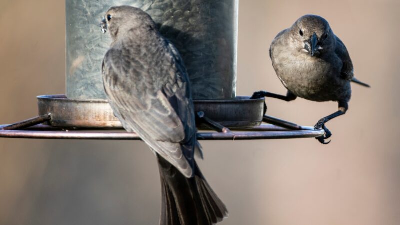 How to Get Rid of Cowbirds at Bird Feeders