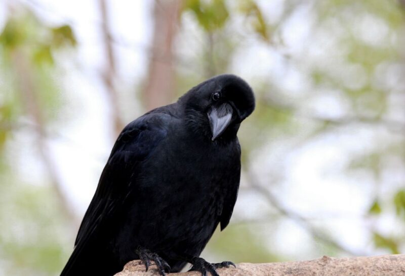 How to Get Rid of Crows