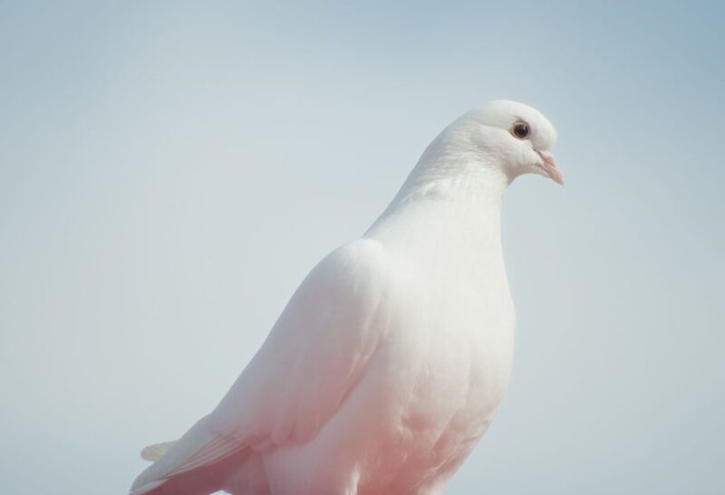 How to Get Rid of Doves