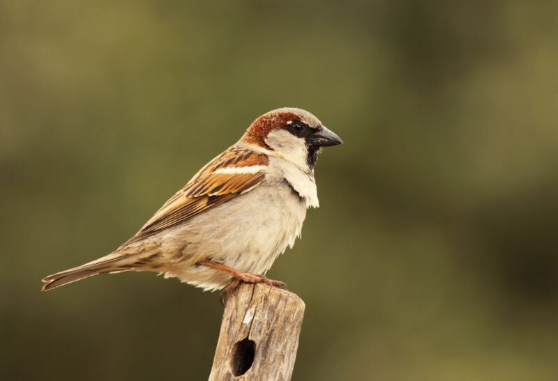 How to Get Rid of English Sparrows