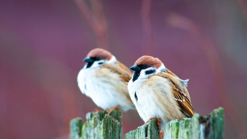 How to Get Rid of English Sparrows in Your House