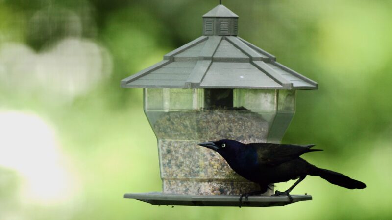 How to Get Rid of Grackles