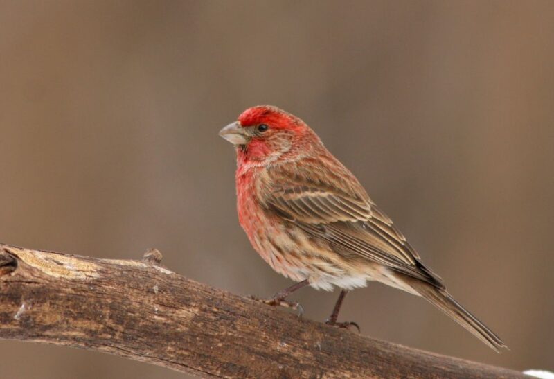 How to Get Rid of House Finches