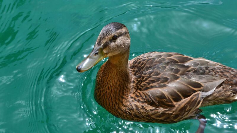 How to Get Rid of Mallard Ducks in Your Pool