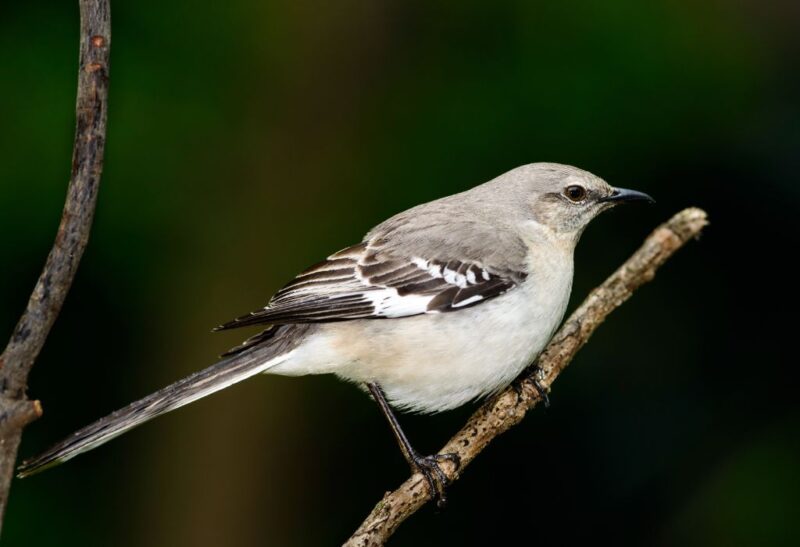How to Get Rid of Northern Mockingbird