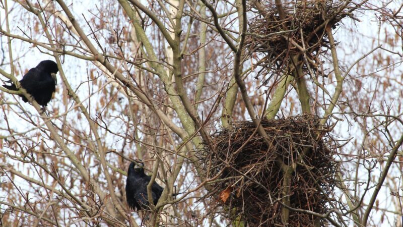 How to Get Rid of a Crow's Nest