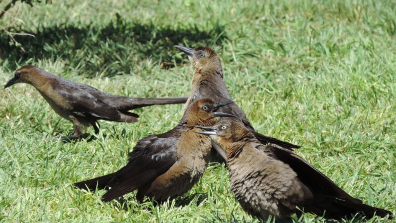 How to Keep Grackles Away Without Repelling Other Birds
