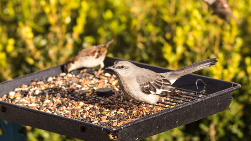 How to Keep Northern Mockingbirds Away From Feeders