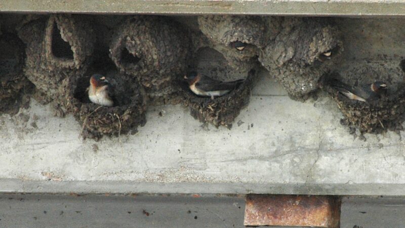 How to Know If You have Cliff Swallows Infestation