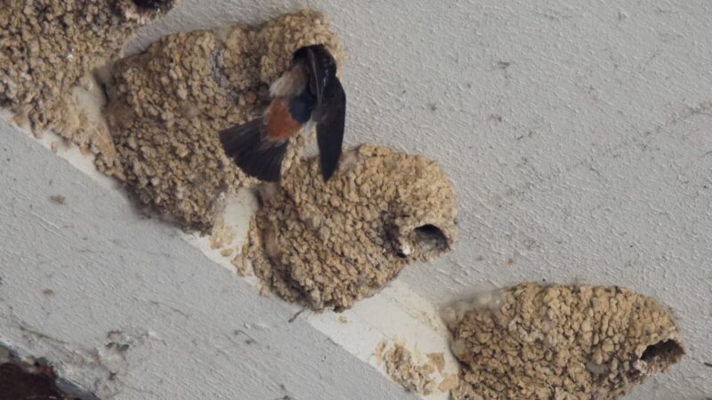 How to Prevent Cliff Swallow Infestation