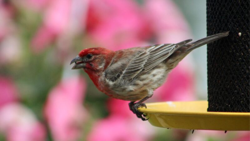 How to Prevent House Finches From Coming Back