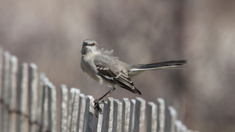 How to Prevent Northern Mockingbirds From Coming Back