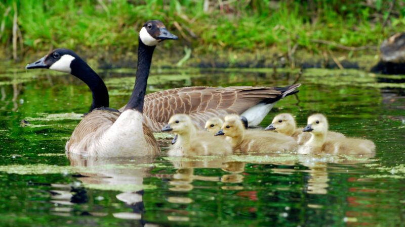 How to Prevent a Canada Goose Infestation in Your Yard