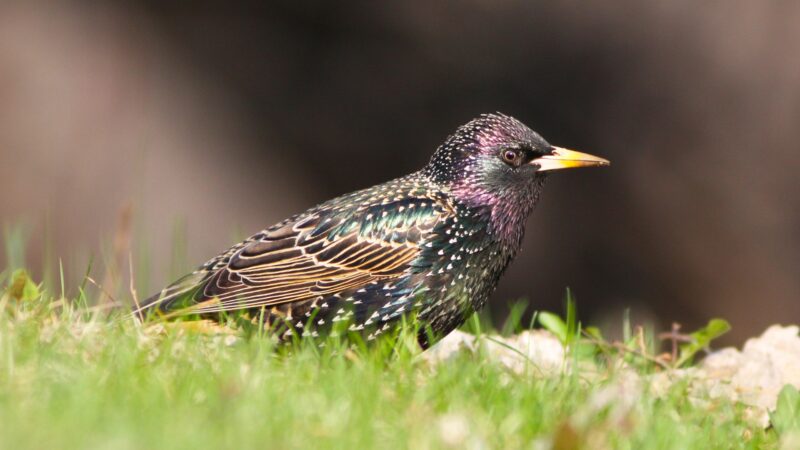 How to Stop Starlings Nesting