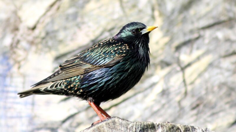 Keeping Starlings Out of Your Yard and Protecting Other Birds