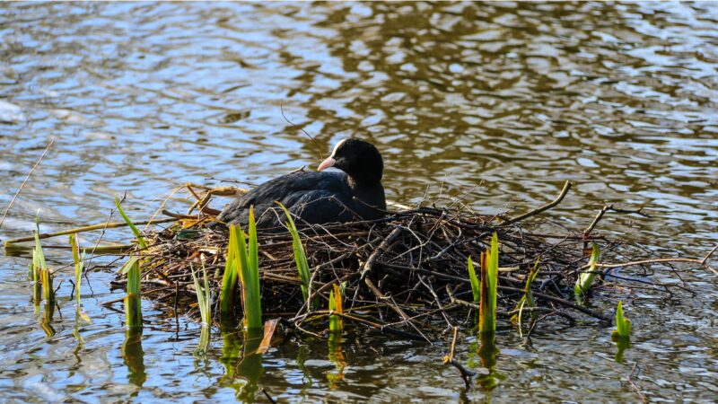 American coot in a nest