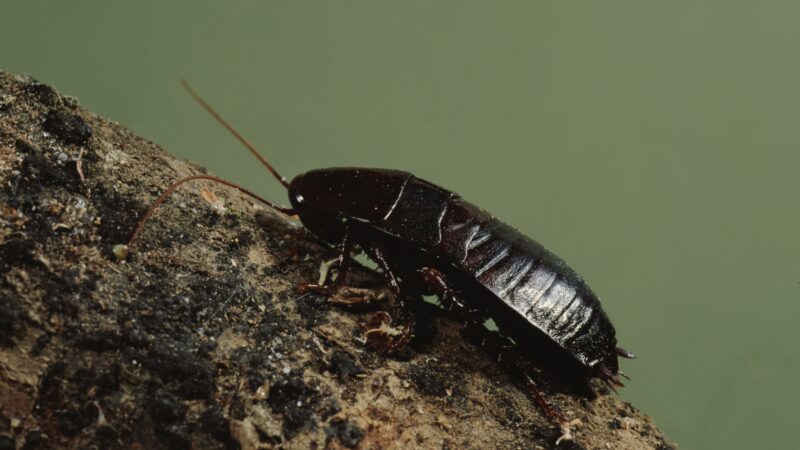 Oriental Cockroach