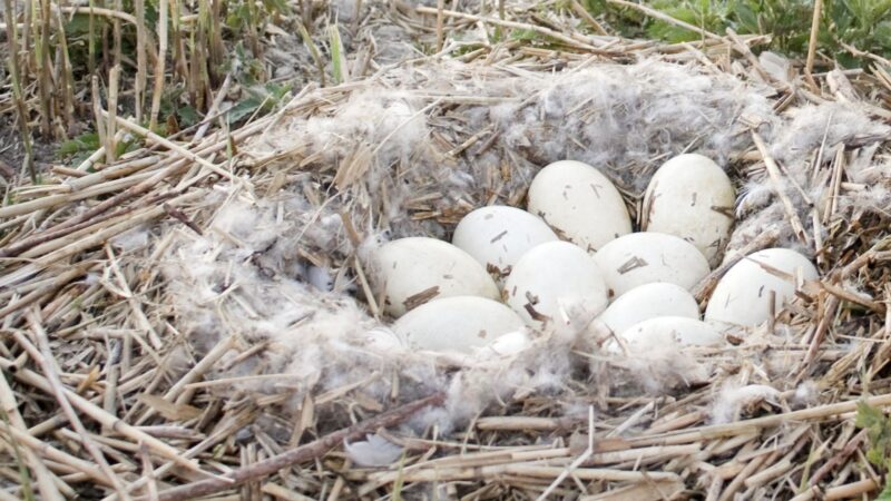 Prevent Geese From Nesting