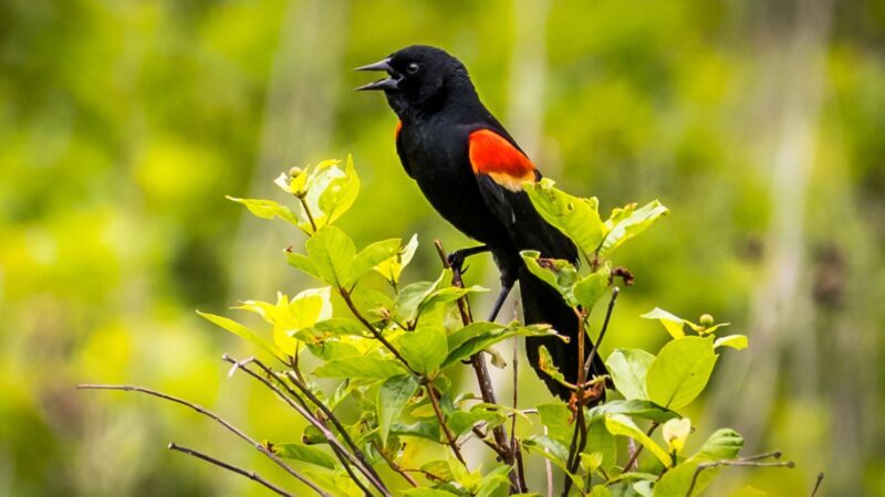 Red-Winged Blackbird