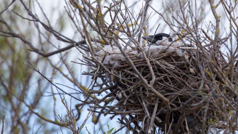 Remove Nesting Areas