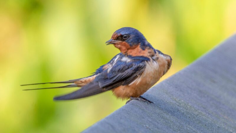 Swallow Identification