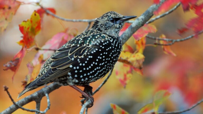 How to Get Rid of Starlings | Effective Techniques for Pest Control ...