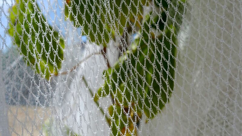 Use Bird Netting