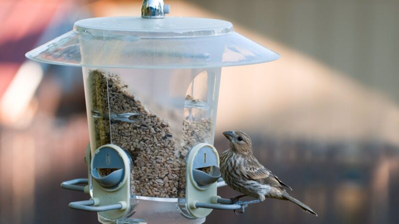 Use Feeders That Exclude Large Birds