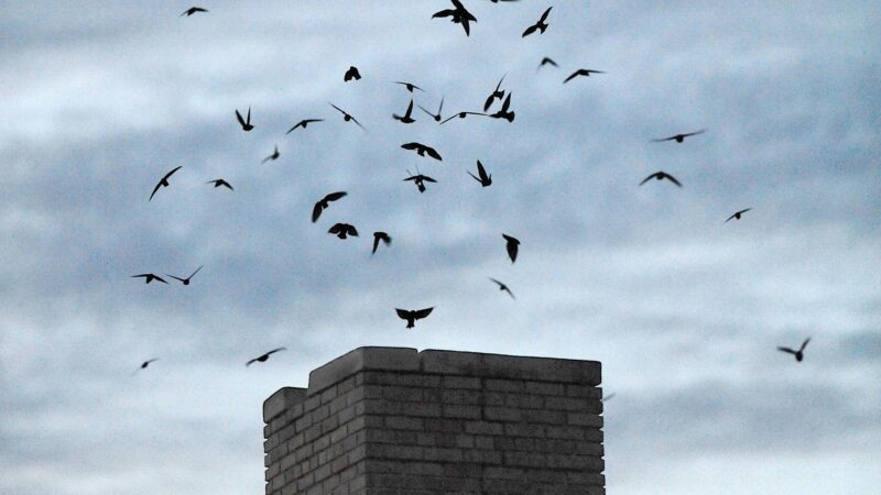 What Are Chimney Swift Birds
