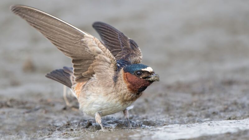 What Are Cliff Swallows
