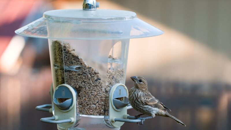 What Attracts English Sparrow