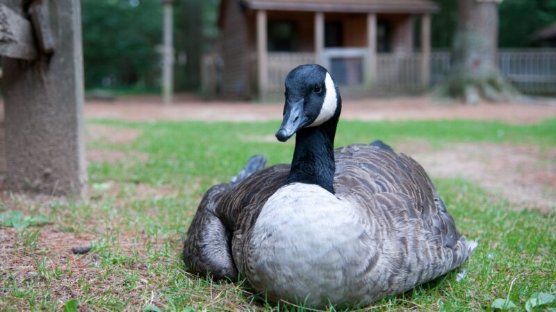 What Causes a Canada Goose Infestation