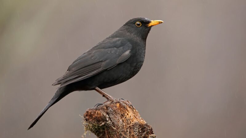 What Is a Blackbird