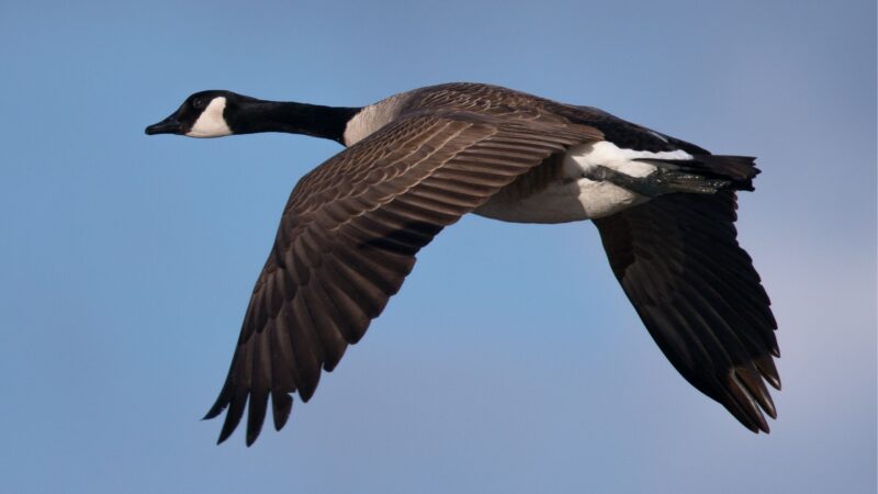 What Is a Canada Geese