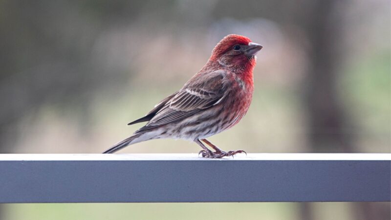 What Is a House Finch