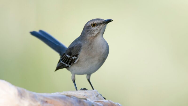 What Is a Northern Mockingbird