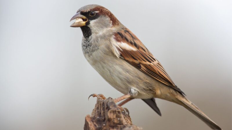 What Is an English Sparrow