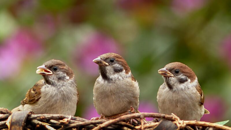What Is the Nesting Habits of the English Sparrow