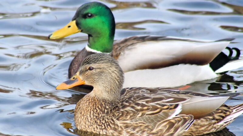 What are Mallard Ducks