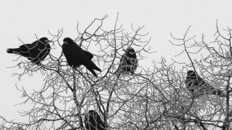 Why Do You Have Crows Hanging Around