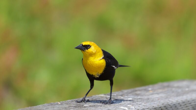 Yellow-Headed Blackbird