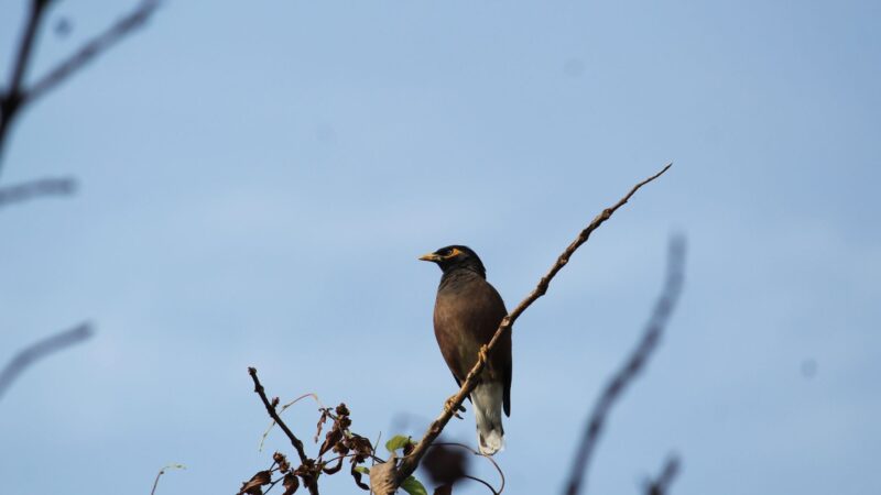 About Common Myna Birds