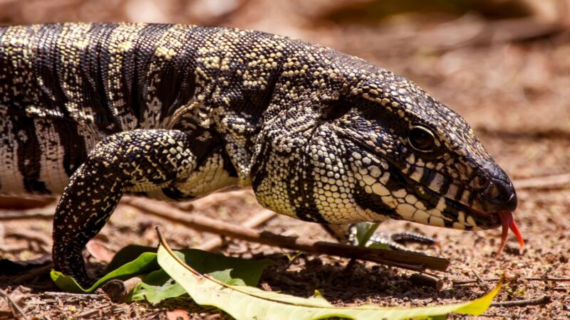 All About Argentine Black and White Tegus