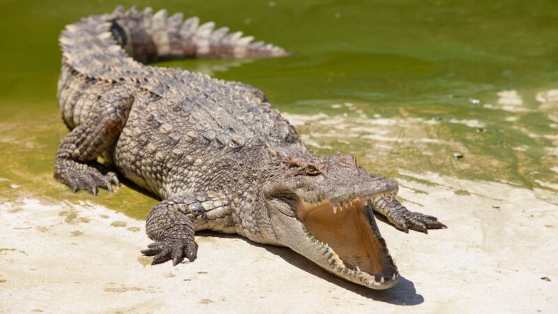 Alligator vs. Crocodile_ What Are the Real Differences