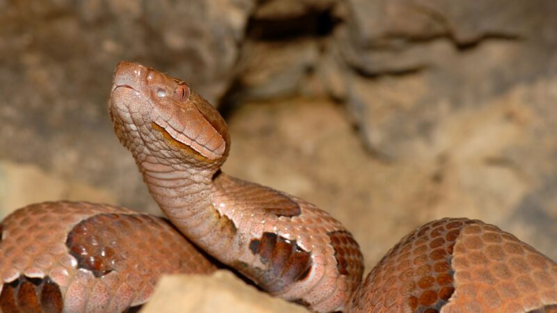 Are Copperheads Aggressive