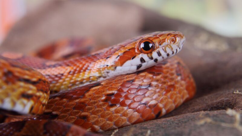 Are Corn Snakes Domesticated