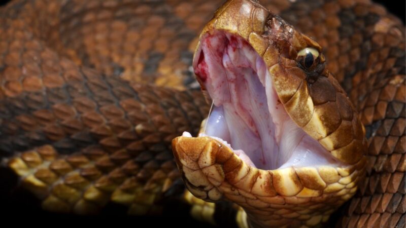 Are Cottonmouth Snakes Aggressive