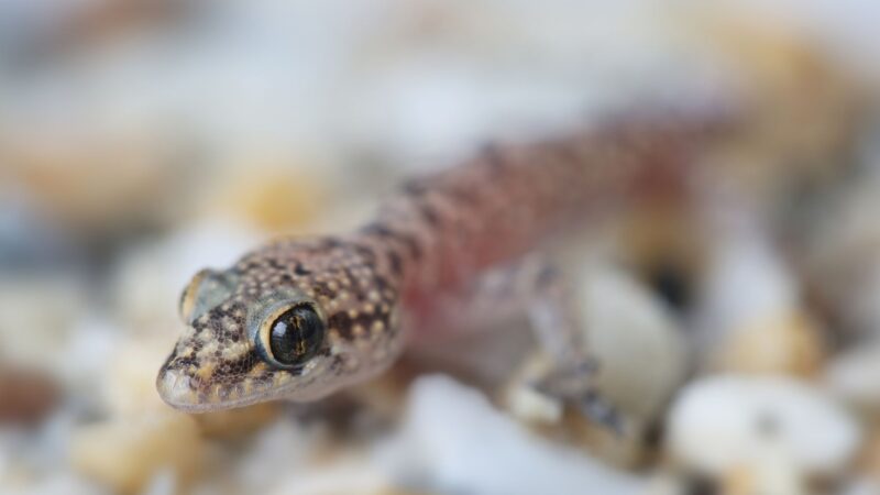 Are Mediterranean House Geckos Dangerous