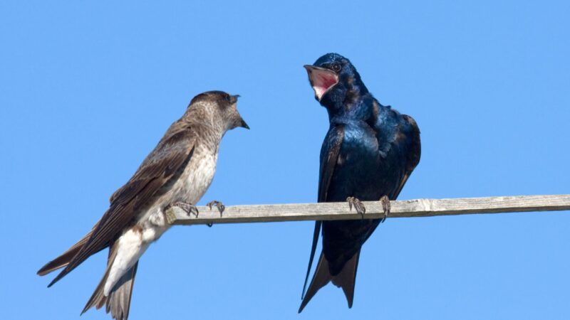 Are Purple Martins Aggressive